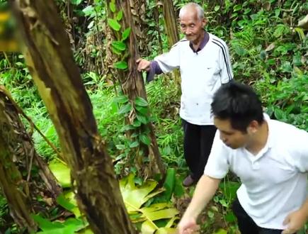 百岁爷爷“野趣多”,现场生吃芭蕉芯,记者:大山里的味道真多!#农家乐 #乡村味道 #百岁老人#养生 #暖心