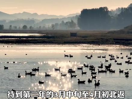 威宁草海迎来了,今年的第一波过冬黑颈鹤,有1400只呢!#贵州美好推荐官 #贵州dou知道 #威宁 #黑颈鹤#草海