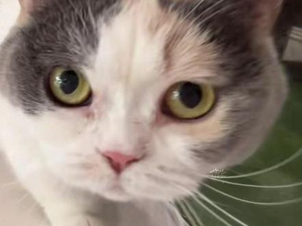 猫猫只是猫猫,6只咪退休也要健健康康#远剑猫爪俱乐部 #远剑猫咖