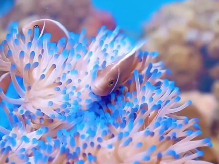 以为是污染海洋,其实是给鱼虾盖房子,人工鱼礁太牛了 #涨知识 #科普知识 #人工鱼礁