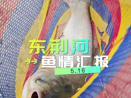 东荆河的鱼情一天比一天差啊,七点半才出了两条鱼。#原来钓鱼才是抖音运动顶流 #钓鱼专场 #钓鱼是顶级运动