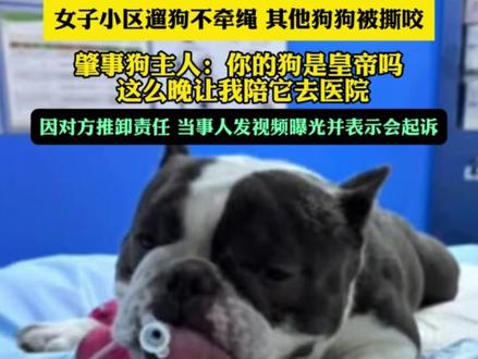 女子小区遛狗不牵绳 其他狗狗被撕咬,肇事狗主人:你的狗是皇帝吗 这么晚让我陪它去医院,因对方推卸责任 当事人发视频曝光并表示会起诉(畅)
