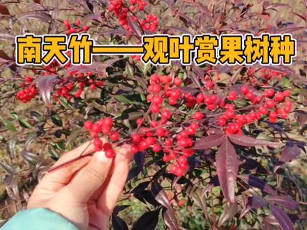 南天竹——秋冬季节观叶赏果树种,看冬季果子如“红宝石”挂枝头#南天竹 #苗木基地 #苗木人 #园艺 #农业种植