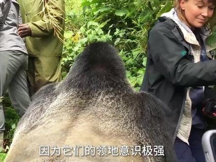 银背大猩猩拳拳豹击,五拳放倒花豹 #银背大猩猩 #花豹 #神奇动物在抖音 #一代人有一代人的动物世界