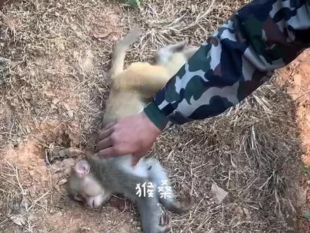 功德无量!🤣🤣🤣🤣🤣印度老铁又拯救了一只电工猴
#萌宠出道计划 #神奇动物在抖音 #动物的迷惑行为 #狗狗 #萌宠日常记录