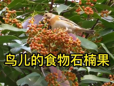 冬季鲜红的石楠果是小鸟的美食,并可以通过鸟儿的粪便传播种子。