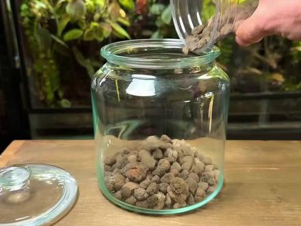 适合初学者的生态瓶制作 #休闲 #生态瓶微景观 #放松解压 零失败生态瓶教程|初学者必看!3步打造会净化的书桌微景观