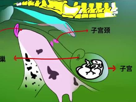 母牛直肠触诊摸胎预测胎龄 #牛测孕 #牛验胎 #繁殖母牛 #怀孕母牛