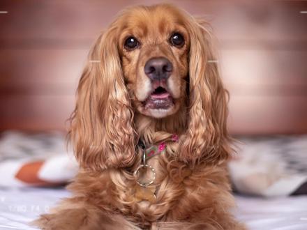 作为史宾格的亲弟弟,#英国可卡犬 曾是国内最受欢迎的宠物犬之一#宠物知识 #可卡犬 @DOU+小助手