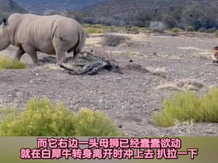 胆大包天 雄狮夫妇 挑战白犀牛 #犀牛#雄狮#母狮#野生动物零距离#真实生活分享计划 一头白犀牛吃草中,无意靠近休息的狮群,胆大包天母狮上去挑衅犀牛一下就跑,雄狮赶来帮忙,差点被犀牛戳个透心凉,太危险了,这些母狮太虎了,