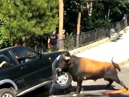 最危险的十大野牛(上)#野生动物 #动物 #涨知识 #动物科普#白肢野牛