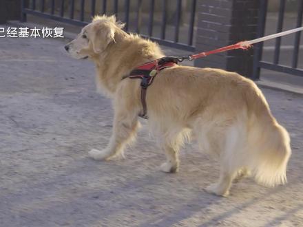 分享个案例,十二岁金毛鼻腔Z瘤 #兽医 #宠物 #金毛