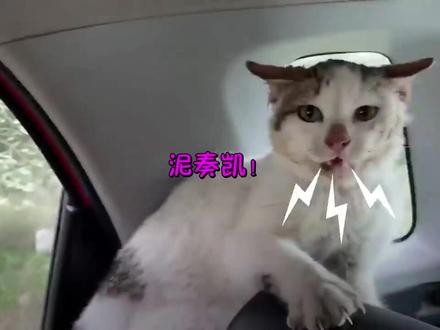 小猫被救后呲牙发威,网友一个动作让它听话。 #猫 #萌宠 #流浪猫 #善待动物 #家有萌宠 #萌宠 #喵星人