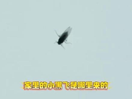 家里的小黑飞是哪里来的?小黑飞,学名叫蕈蚊,主要来自家里的花盆土壤。它们特别喜欢在潮湿、有有机质的环境里产卵,繁殖速度超快,所以一旦出现,就很难根除。还有厨余垃圾“入土为安”:把鸡蛋壳、果皮、茶叶等直接扔进花盆里,虽然想给植物补充营养,但这也给小黑飞创造了绝佳的生存环境。如果小黑飞已经在家中泛滥了,可以在土壤里埋一些含呋虫胺成分杀虫粉剂,对小黑飞的成虫和幼虫都有防治效果,相对安全。在室内盘旋的成虫,可以使用喷射剂喷洒滞留药膜。小黑飞一旦停留在形成的药膜就会嘎掉#小黑飞 #蕈蚊 #蕈蚊幼虫 #尖眼蕈蚊 #小黑飞怎么治