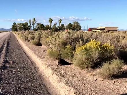 金雕奄奄一息,善良大叔耐心救援,竟让金雕奇迹般活了过来!#动物救援 #神奇动物在抖音 #人与动物和谐共处