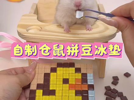 当小仓鼠染上拼豆。。 #万物可爱计划 #蔡可爱爱仓鼠 #拼豆冰垫 #鼠生是用来体验的 #我的仓鼠搭子