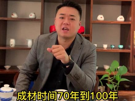 【第二十一期】挑战30天讲清楚30种主流实木木材—实木界里环保系数最高的实木木材—辐射松#实木家具知识 #新中式实木家具 #实木家具一哥 #高端定制家具 #