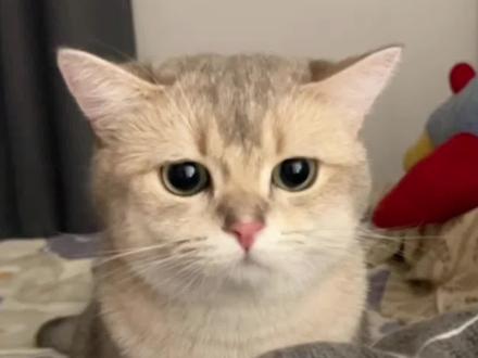 如果猫咪突然垂下耳朵#宠物科普 #养猫经验分享#猫咪的迷惑行为 #猫咪日常 #养猫日常