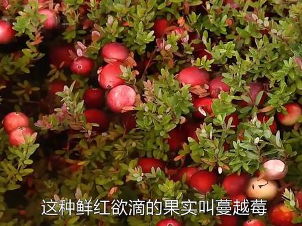 《食物百科》-酸甜可口的蔓越莓是如何种植加工的? #蔓越莓 #蔓越莓干 #蔓越莓种植 #来抖音学农技