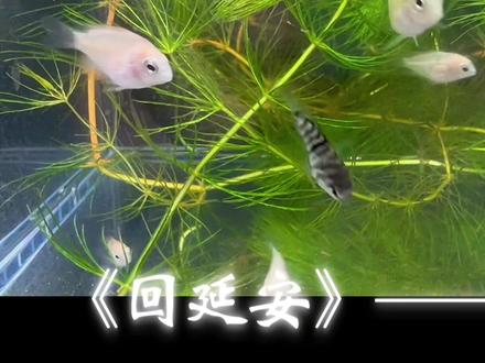 新版语文八年级下册课本第二课《回延安》作者贺敬之 迷你鹦鹉鱼 养鱼生活 诗朗诵