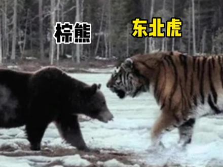 棕熊明明实力很强,为什么还总是遭到老虎猎杀#野生动物零距离 #老虎 #东北虎 #乌苏里棕熊 #保护野生动物人人有责