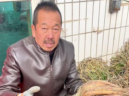 陕北旱地红葱,耐储存,葱香味浓郁