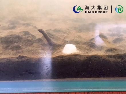 底泥变黄,强力改善底质,减少发病。