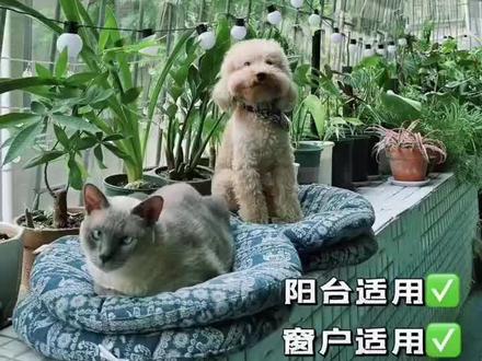 改造阳台|谁教你这样封防蚊纱网+猫网的? 封闭阳台的纱网是一种有效防止蚊虫进入室内的方法,尤其是在夏季,它能够提供额外的保护层,减少蚊虫叮咬带来的不适和疾病传播的风险
>这得怎么封才能既不影响美观,又能防猫去抓外面的鸟,有效阻止老小区蚊虫老鼠进入室内,提高居住的舒适度C
增加隐私保护:纱网可以在一定程度上阻挡外界视线,增加家庭生活的隐私性
减少阳光直射:某些类型的纱网可以减少阳光直射,降低室内温度,特别是在炎热的夏季
防止宠物和儿童跌落:对于有宠物或小孩的家庭来说,纱网可以作为一种安全措施,防止他们不慎跌落
防止杂物飘入:除了蚊虫,纱网还能防止树叶和其他杂物被风吹入阳台,保持阳台的整洁
延长家具和装饰材料的使用寿命:减少阳光直射和雨水飘入,可以保护阳台上的家具、地板和其他装饰材料,延长其使用寿命
易于清洁:大多数纱网材料都易于清洁,可以用吸尘器或湿布擦拭,保持纱网的清洁和通透性
提高安全性:纱网的安装可以提高住宅的安全性,防止小偷等不速之客的入侵
#抖音好家大赏 #阳台改造 #封窗 #出租房改造 #在平凡日子里热爱生活
