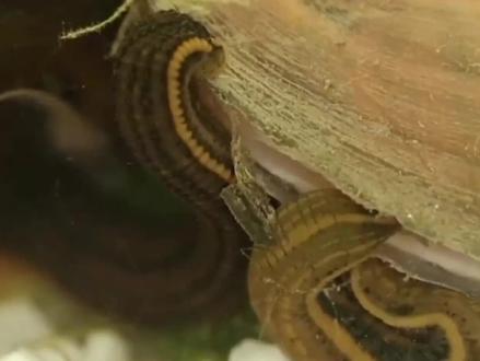 一直以为蚂蟥吸血,原来喜欢吃螺蛳,对,就是螺蛳粉里的螺蛳。#科普 #蚂蝗水蛭 #水蛭养殖 #螺丝 #田螺 #蚂蟥 #螺蛳粉 #养殖 #水产 #帆布鱼池 #刀刮布