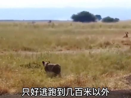 狮子锁喉疣猪,疣猪使出独门绝技,致命獠牙重伤雌狮!