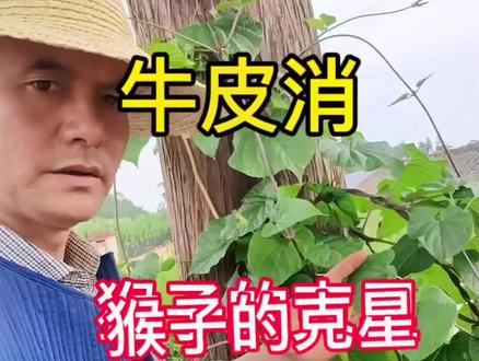 牛皮消,猴子的克星#植物科普 #谁知道这是什么 #一般人不知道是什么 #一日一植物