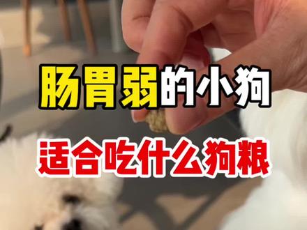 肠胃弱的小狗适合吃什么狗粮#比熊#狗粮推荐#狗狗玻璃胃#狗狗挑食#派膳师狗粮