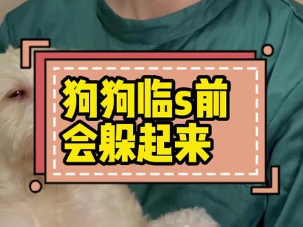 #宠物医生 狗狗快离开主人的时候会找个地方躲起来,你知道为什么吗?#狗狗