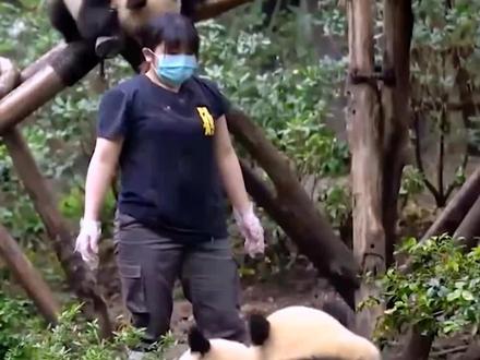 中国大熊猫优秀饲养员:阿部展子(日籍)