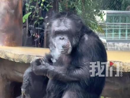 大猩猩抽烟被游客拍到 南宁动物园:在领养家庭学的