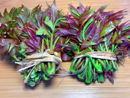 香椿直接焯水就错了,教你正确做法,鲜香入味,营养美味#农村野菜 #香椿芽 #山野菜