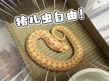 今天来带大伙实现猪鼻蛇自由~ #爬宠 #宠物蛇 #猪鼻蛇