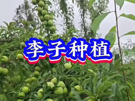 李子预防裂果,用什么,能减少百分之九十八#李子裂果 #李子树种植 #李子树管理 #李子