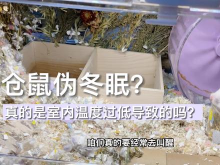 仓鼠伪冬眠真的是家里温度过低吗?赶快叫醒你家崽崽看看吧#仓鼠 #金丝熊