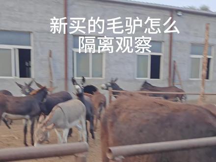 毛驴到家怎么做 一定要隔离#毛驴 #三农 #养殖技术