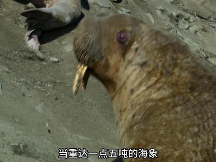 为了躲避拥挤,饥饿时填饱肚子,它会从悬崖上一跃而下 #动物世界 #海象