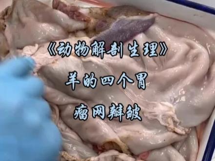 《动物解剖生理》羊的四个胃-瘤网瓣皱