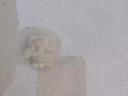 #海滩拾趣 #带你去看海 #大海的味道 #赶海 #现场实拍 第一次赶海,这是个什么东西???