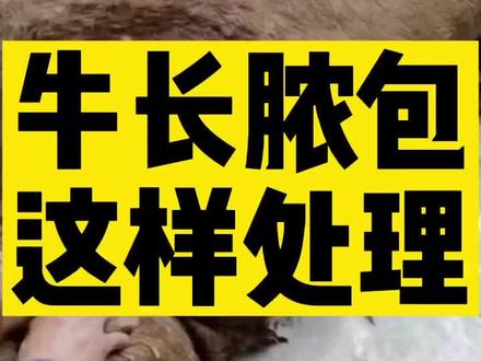 牛长脓包这样处理,如果记不住,关注加点赞!#知识分享 #抖音助农 #牛羊养殖