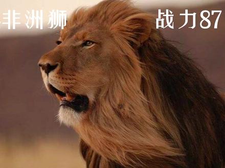 动物排名(只是局部)