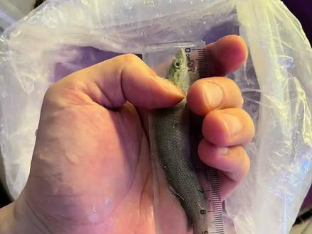 巨骨舌鱼成长记录✨ 养了3个月的巨骨舌鱼,从10公分的鱼苗长到现在40公分,这样的生长速度正常吗#巨骨舌鱼