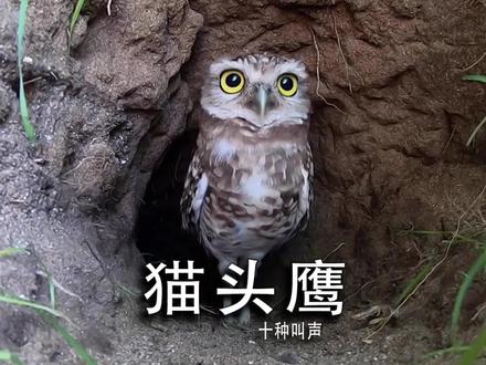 猫头鹰十种叫声 #动物世界 #猫头鹰 #猫头鹰叫声