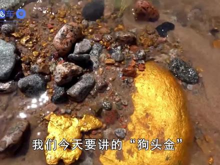 “狗头金”含金量不高,为啥却比纯金贵?捡到它算谁的? #狗头金 #寻宝 #科普 #涨知识 #黄金