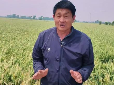导致今年小麦全天出现死白穗的原因找到了,就这三点? #三农 #田间地头就是我们的舞台