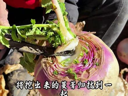 会“开花”的蔓菁,你见过吗? 乡村米其林,蓑衣蔓菁大变身!#农村生活 #我的乡村生活 #记录我的农村生活 #农村美食 #新农人计划2026 @抖音小助手 @DOU+小助手 @DOU+上热门 @抖音创作小助手